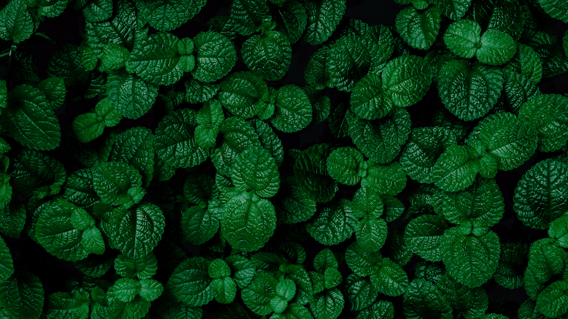 Organic Carrier Oils