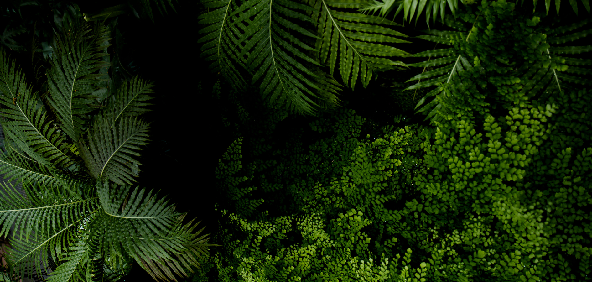 Essential Oil Blends