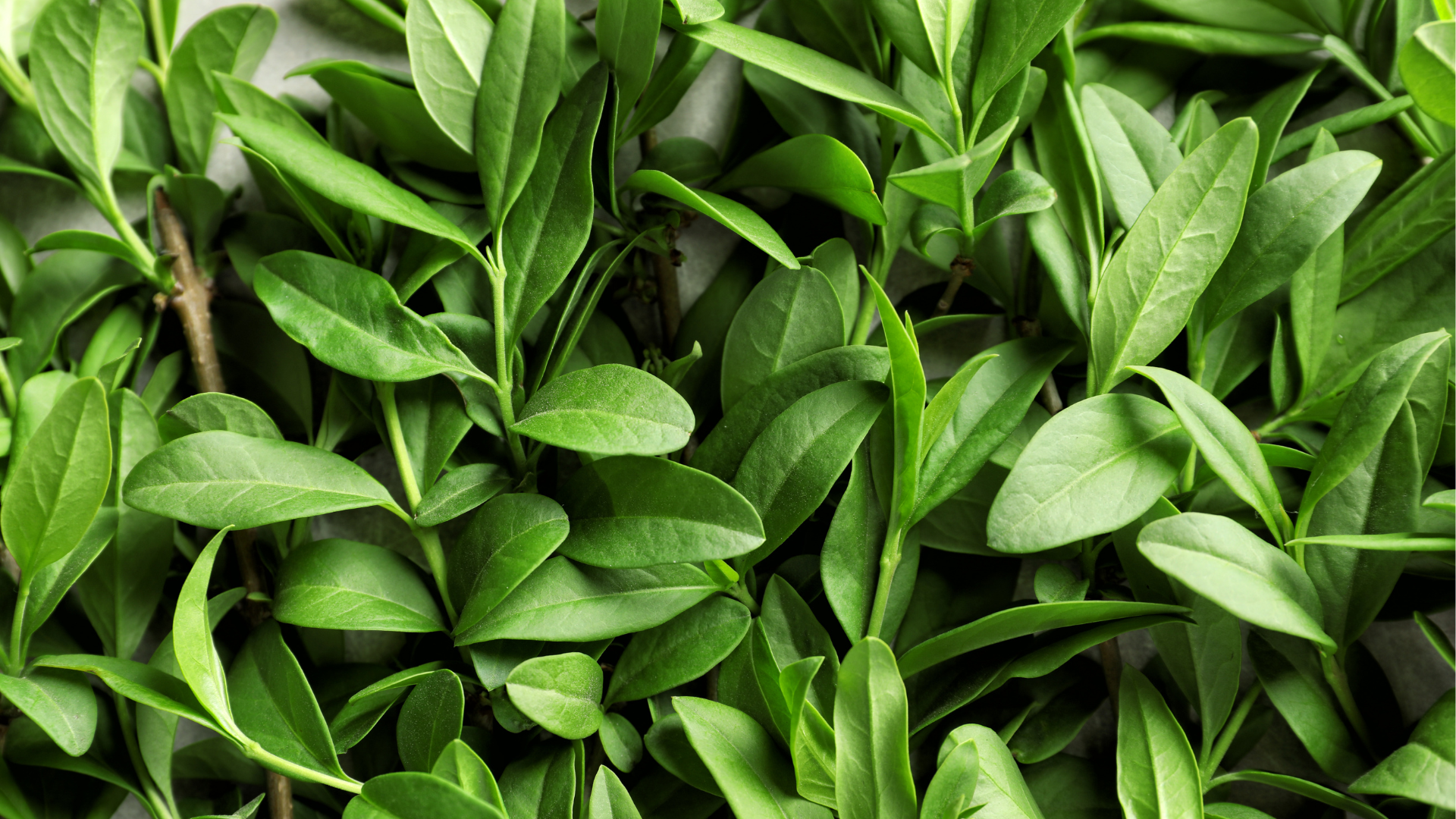 Herbaceous Essential Oils