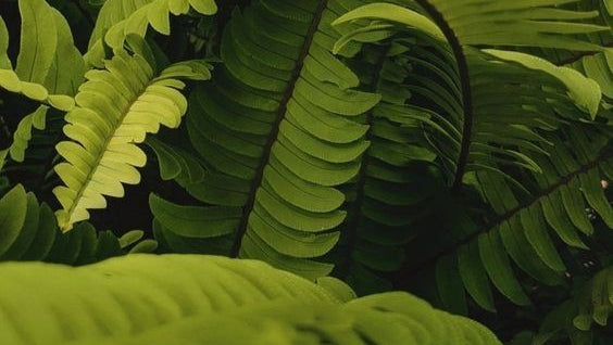 Steam Distilled Essential Oils