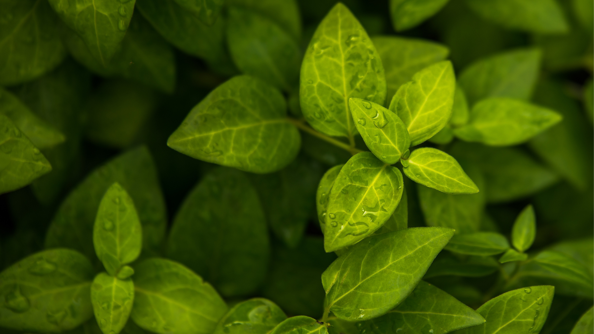 Virgin (Unrefined) Carrier Oils