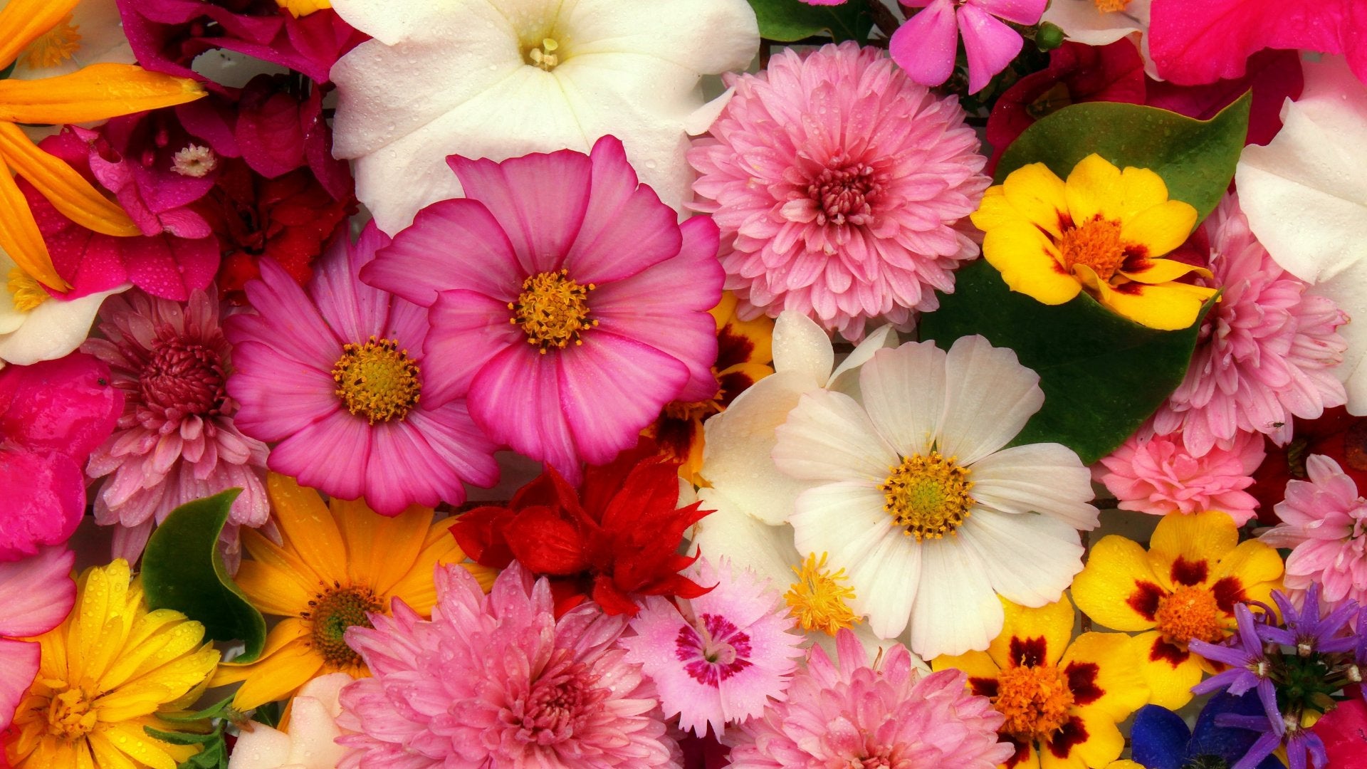 Floral Essential Oils