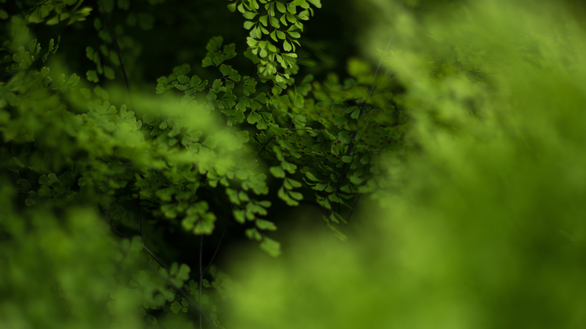 Australian Essential Oils