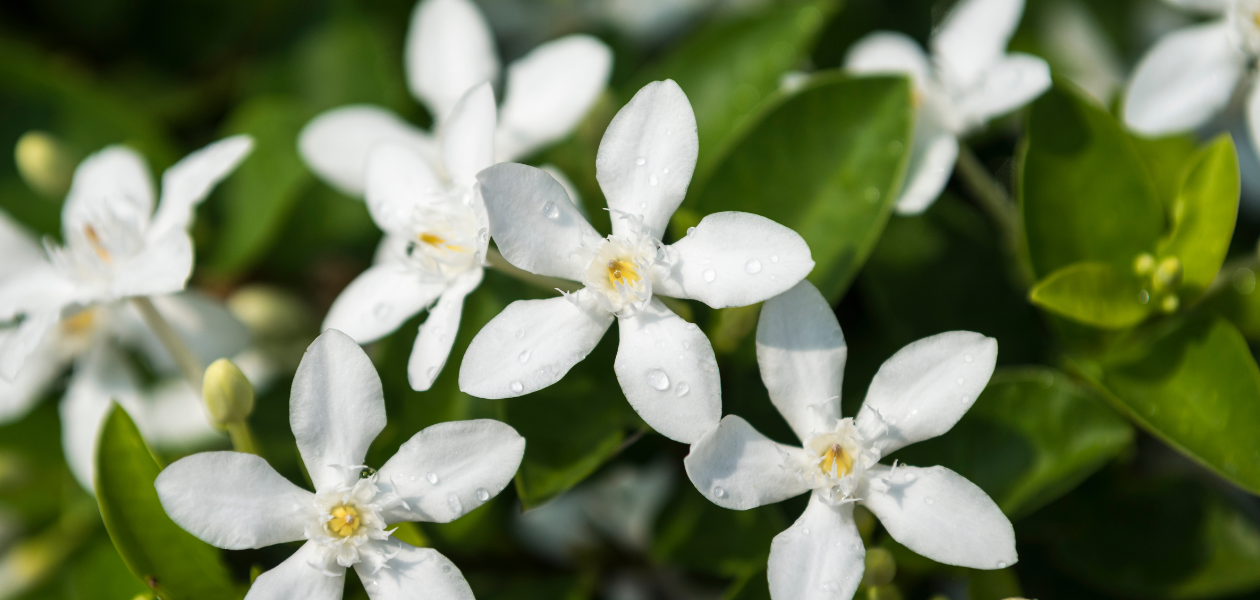 Absolute Essential Oils