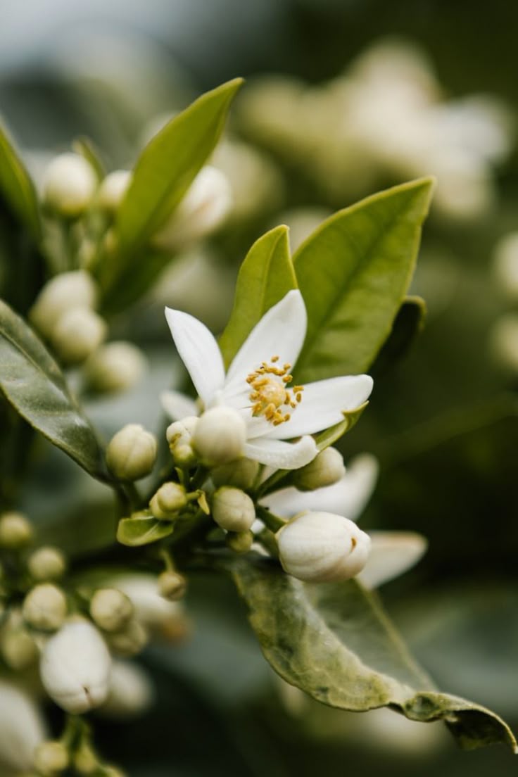 Cold Pressed Essential Oils