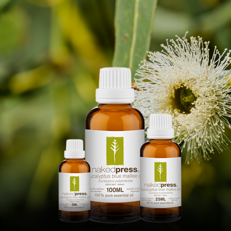 Eucalyptus Blue Mallee Essential Oil - 100% Pure (Australia)