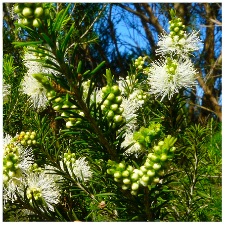 ROSALINA OIL (AUSTRALIA) - 100% PURE ESSENTIAL OIL (STEAM DISTILLED) - AROMATHERAPY GRADE - (MELALEUCA ERICIFOLIA)