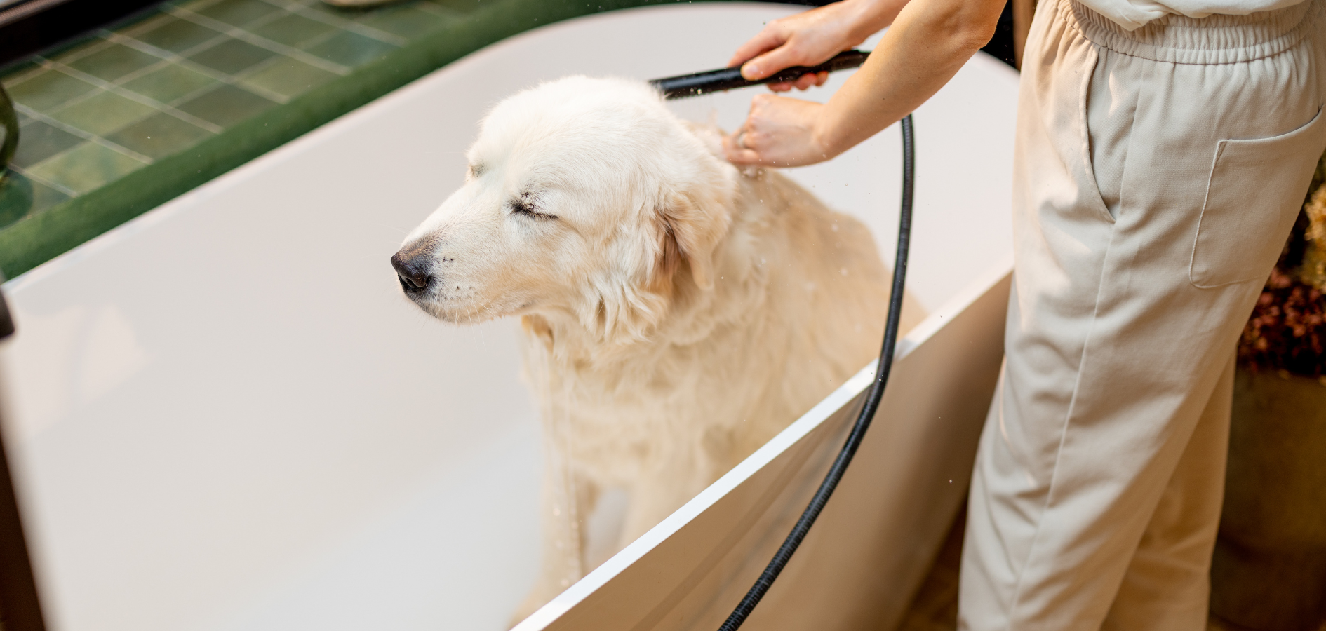 Dog Conditioner