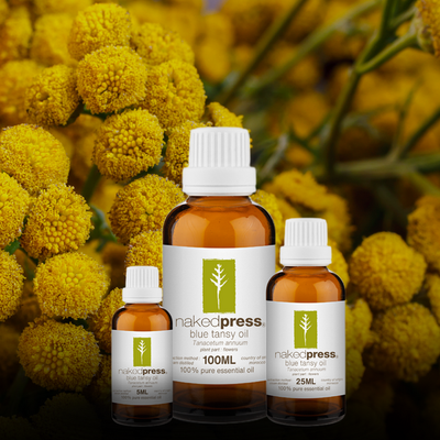 Three bottles of Blue Tansy Essential Oil by Naked Press, with the largest bottle in the center, surrounded by yellow flowers.