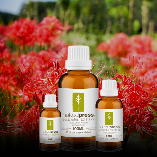 Eucalyptus Radiata Oil